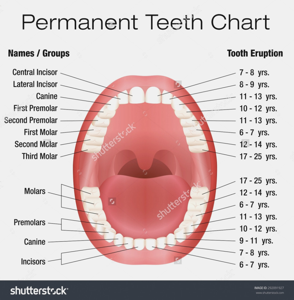 Teeth Diagram Numbers The Reasons Why We Love Human Teeth Diagram Information