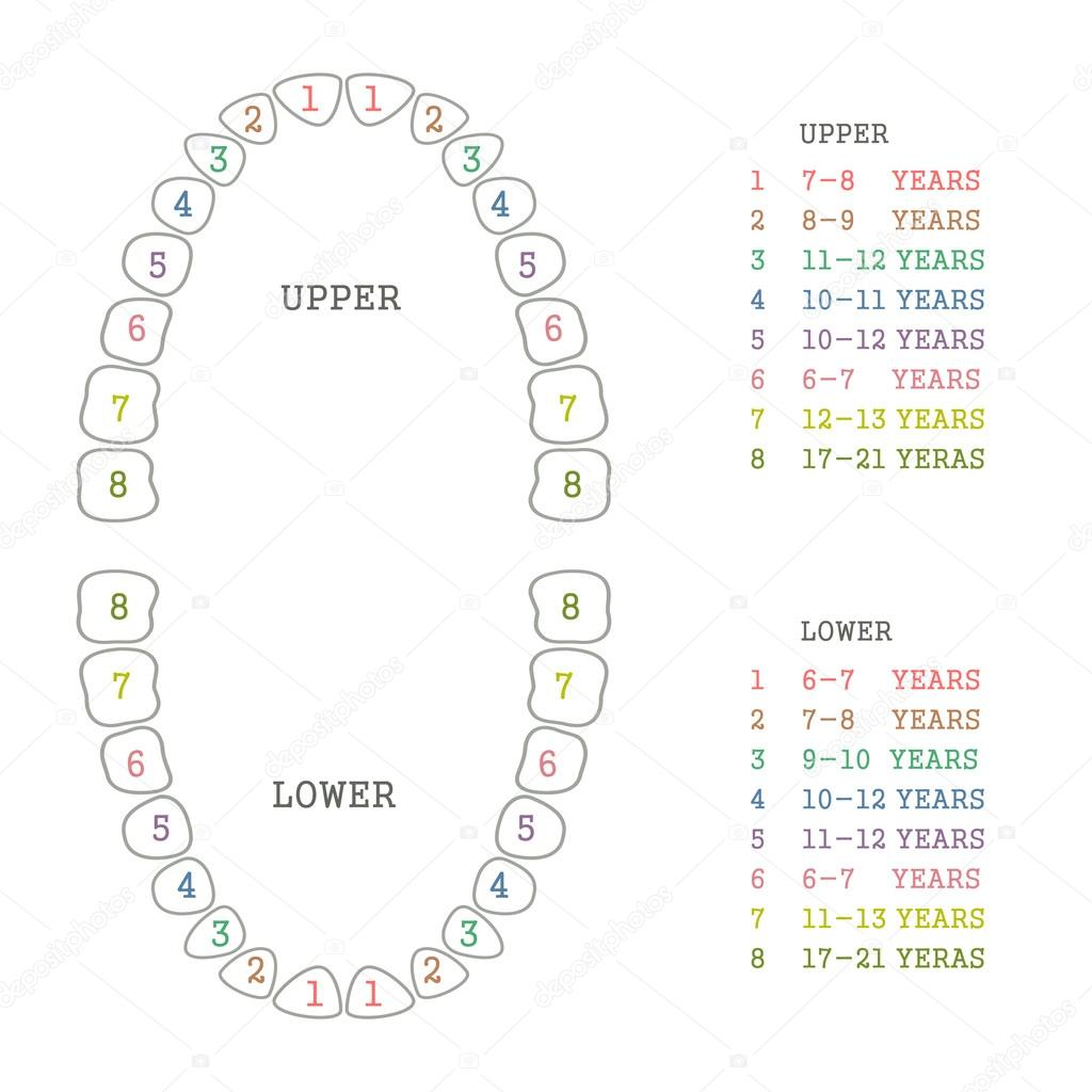 Teeth Diagram Numbers Tooth Chart Stock Vector Eveleen 72041777