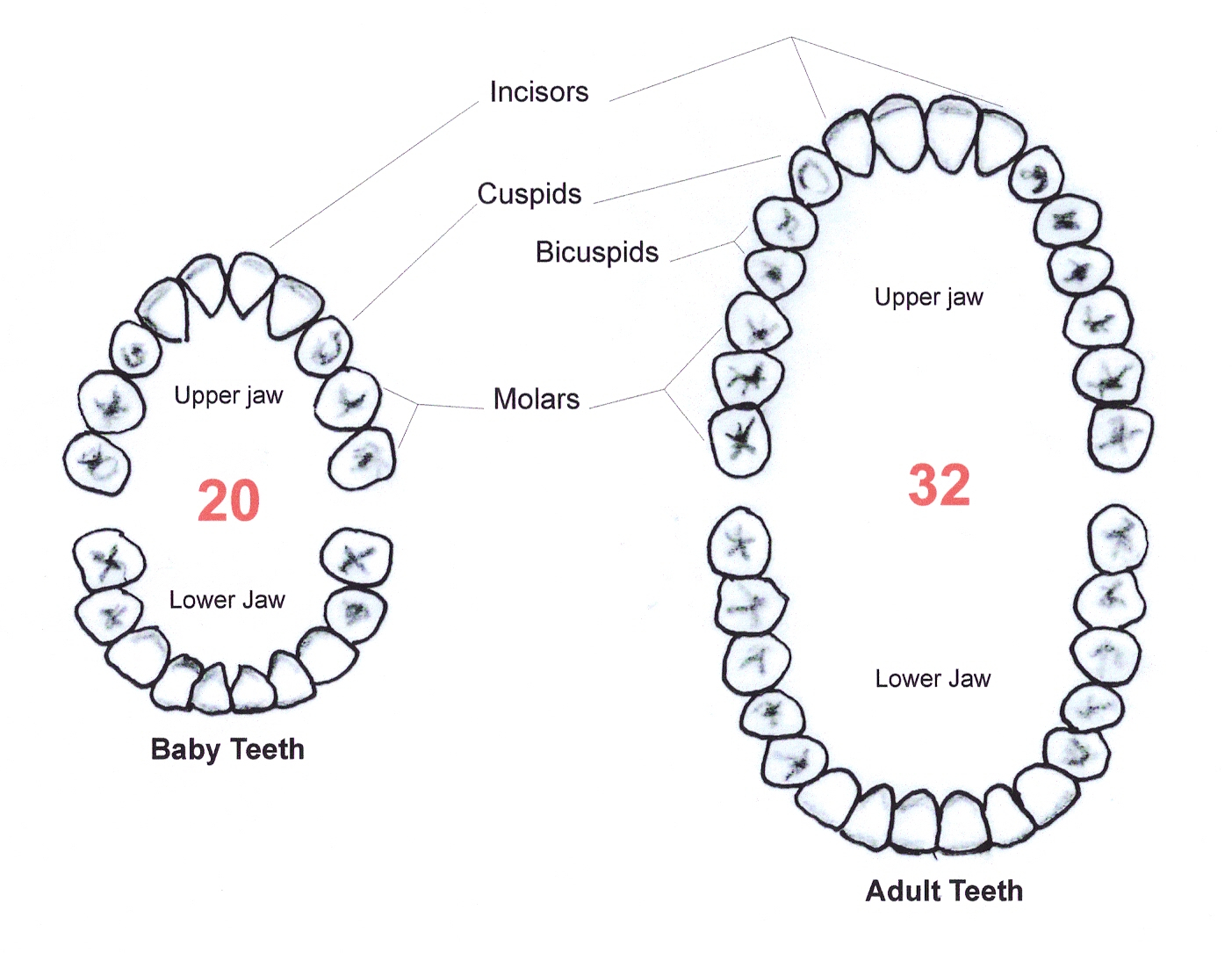 Teeth Diagram Numbers Tooth Diagram A Schooner Of Science