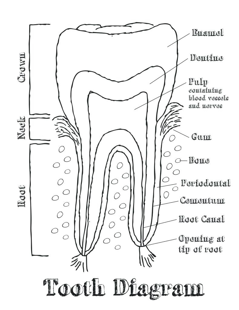 Teeth Diagram Numbers Tooth Diagram Labeled Tooth Diagram Labeled Tooth Diagram With Names