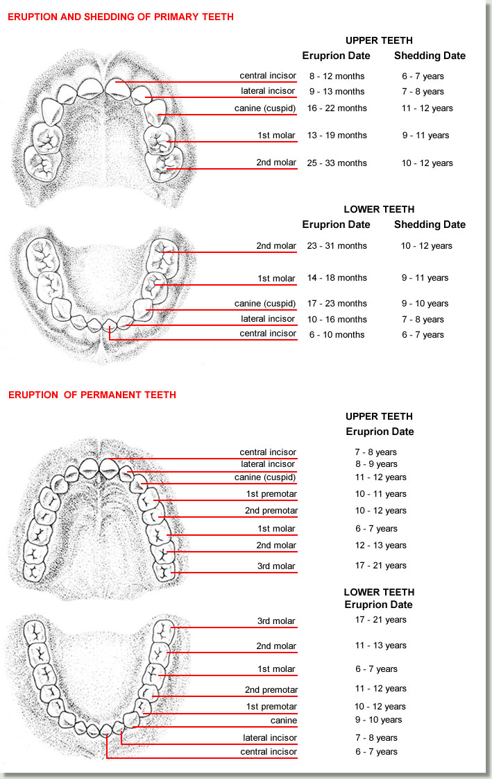 Teeth Diagram Numbers Tooth Eruption Chart Drbunn