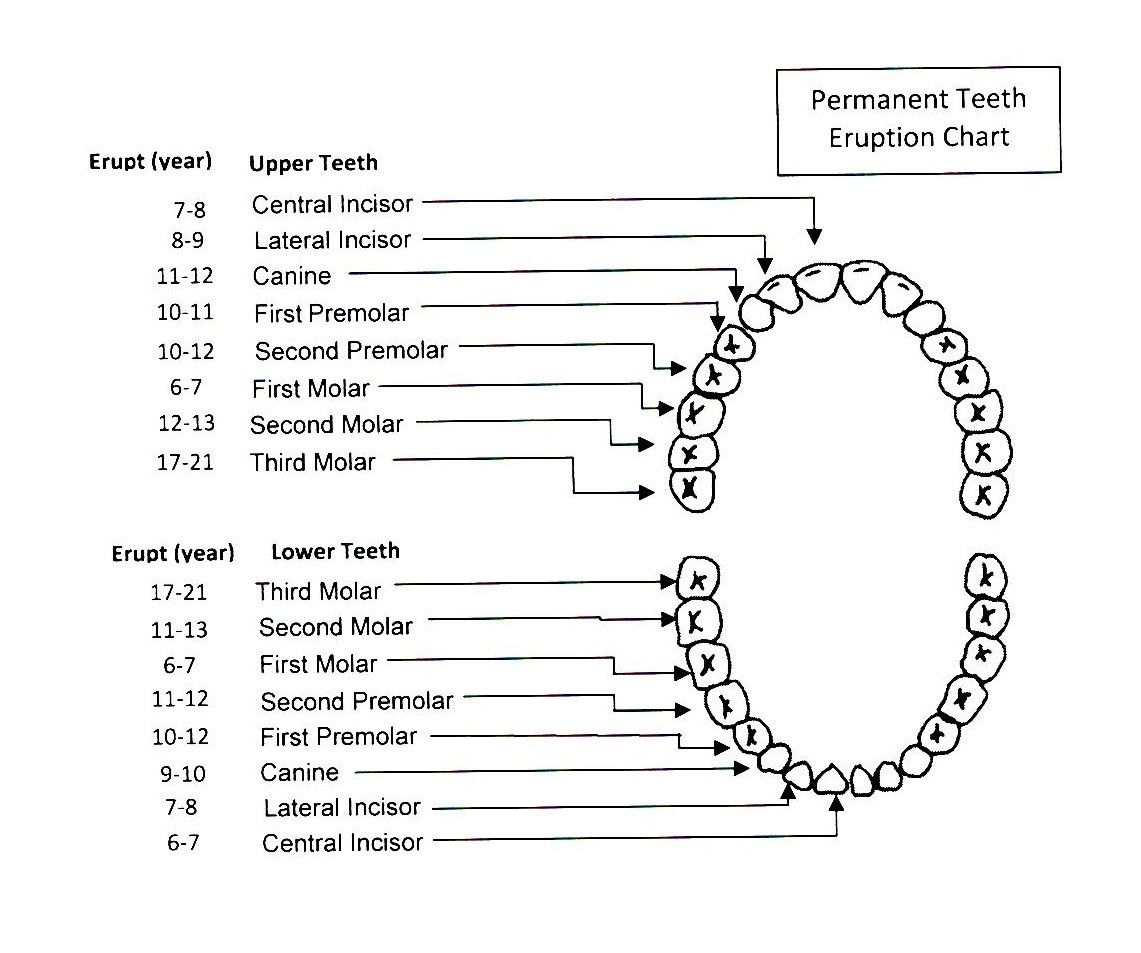 Teeth Diagram Numbers Tooth Eruption Morgan Hill Ca