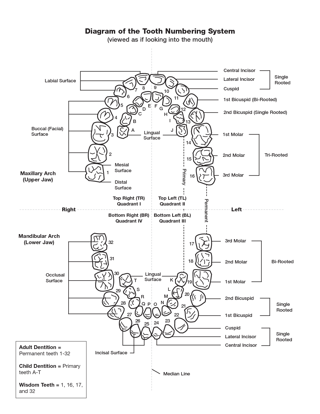 Teeth Diagram Numbers Tooth Number Diagram Chart Interpretive Tooth Charts Number