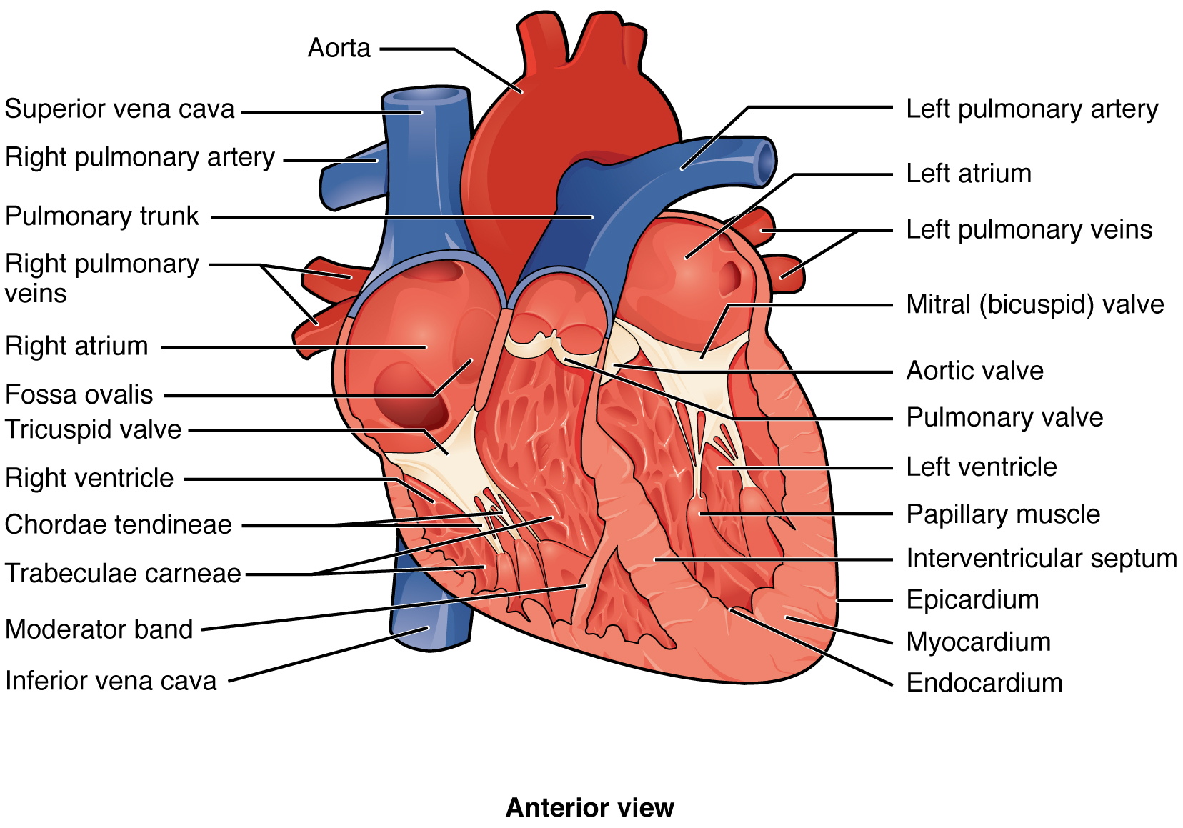 The Heart Diagram 191 Heart Anatomy Anatomy And Physiology