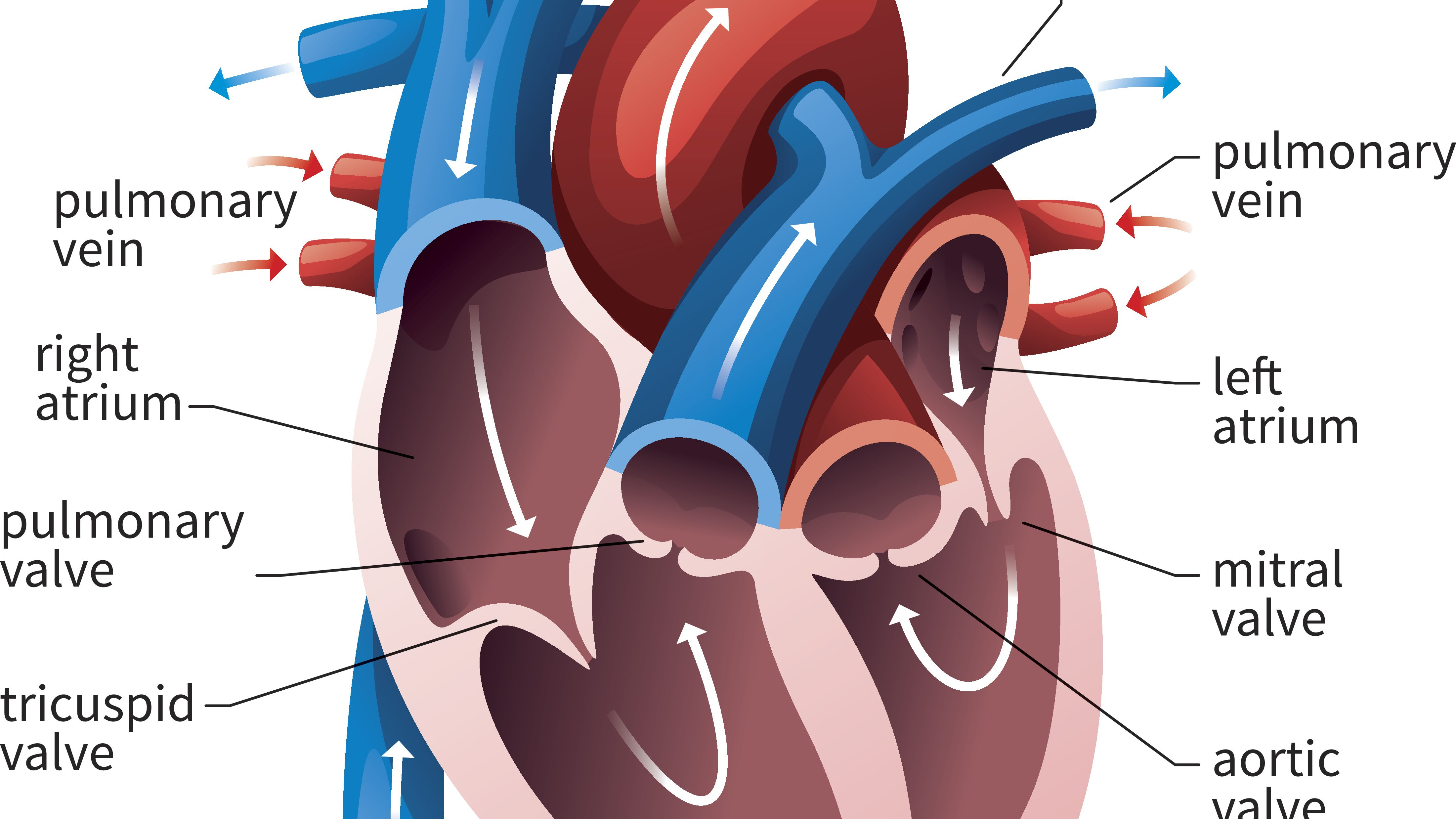 The Heart Diagram Av And Semilunar Heart Valves