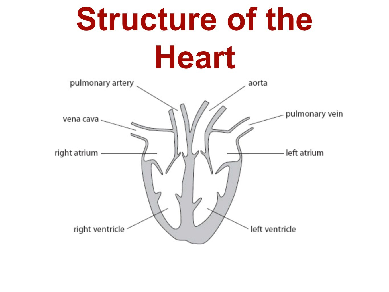 The Heart Diagram B2 Topic 3 Starter Stick In The Heart Diagram Ppt Video Online