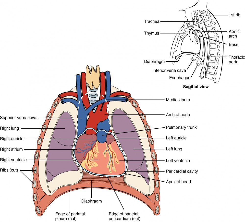 The Heart Diagram Heart Anatomy Anatomy And Physiology Ii