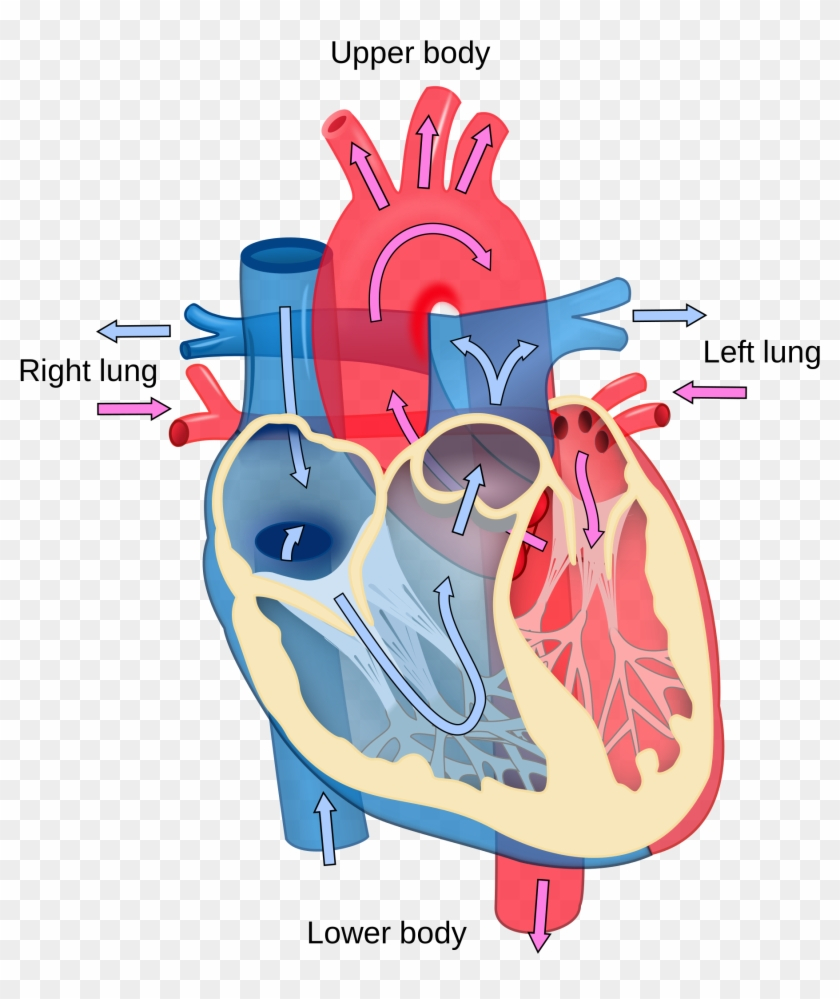 The Heart Diagram Heart Image Latest Collection Right Left Ventricle Blood Flow In