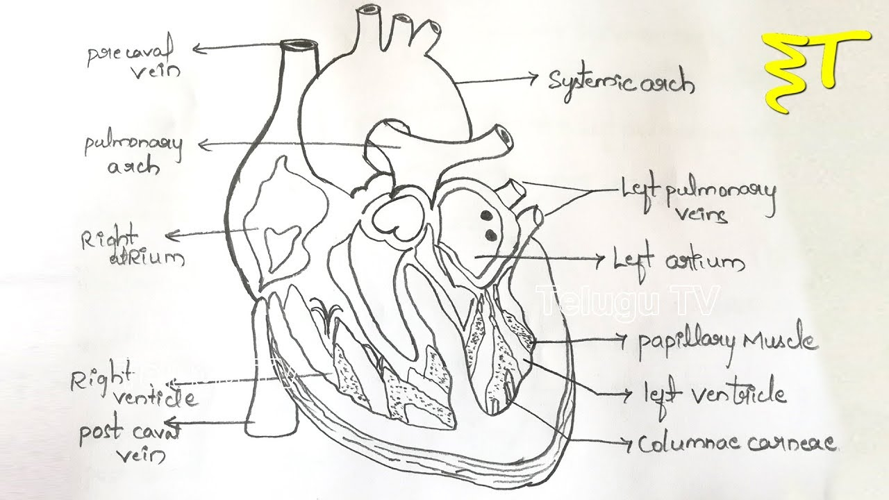 The Heart Diagram Important Drawings How To Draw A Internal Structure Of The Heart Zoology Diagrams