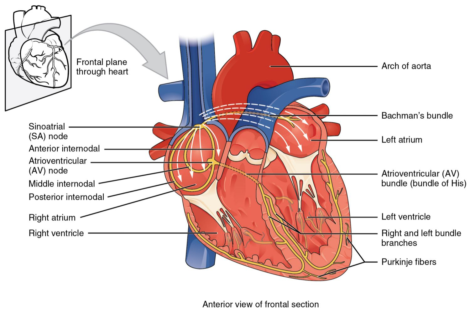 The Heart Diagram Overview Of Sinoatrial And Atrioventricular Heart Nodes