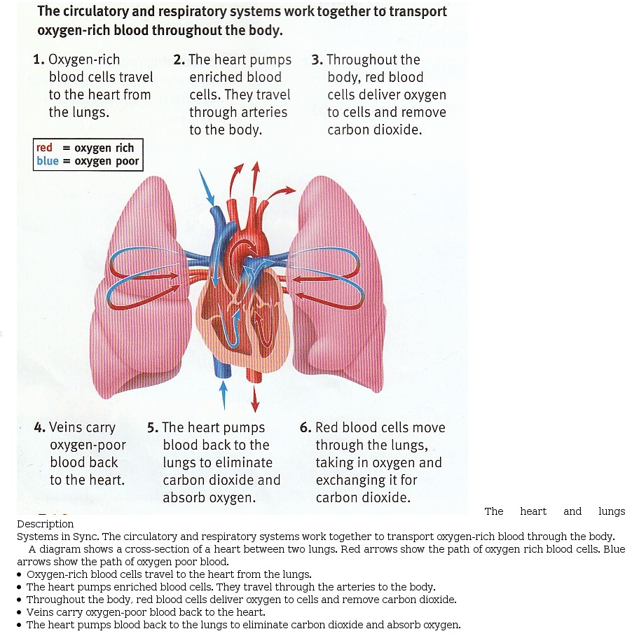 The Heart Diagram Sample 1 Heart And Lung Diagram Accessible Image Sample Book