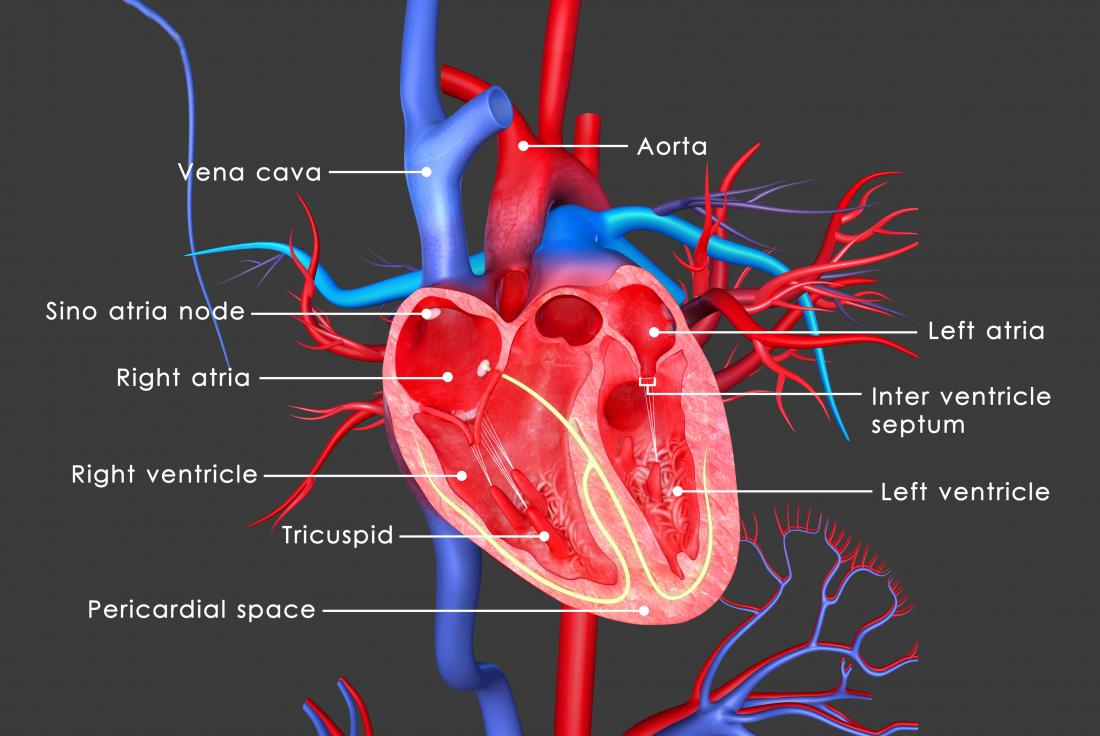 The Heart Diagram The Heart Anatomy Physiology And Function