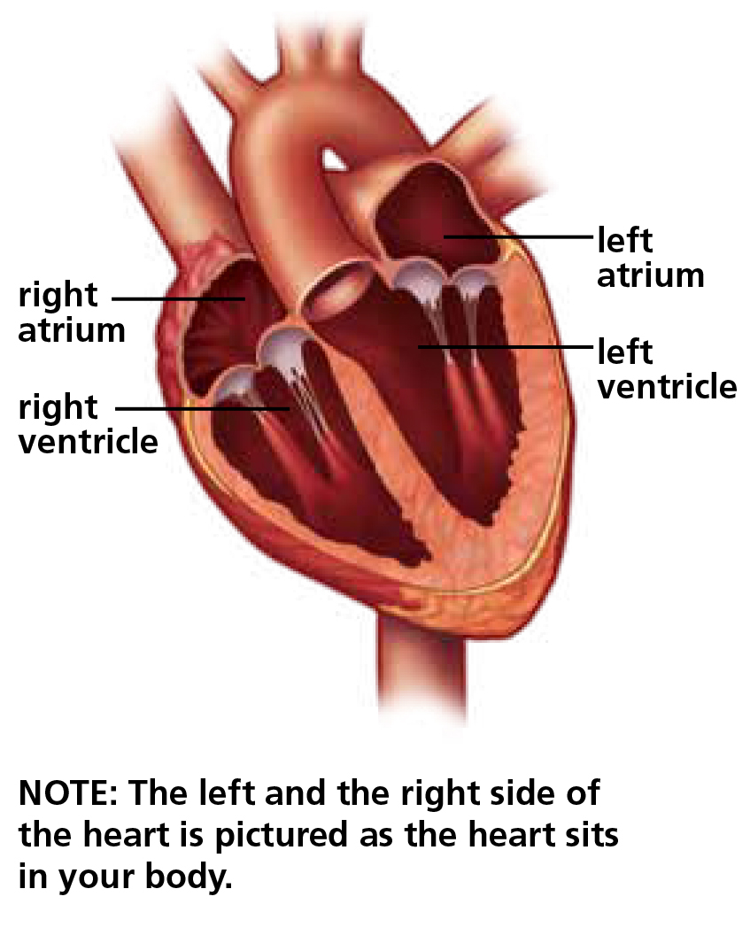 The Heart Diagram Valvular Heart Valve Disease Baltimore Md Groundbreaking