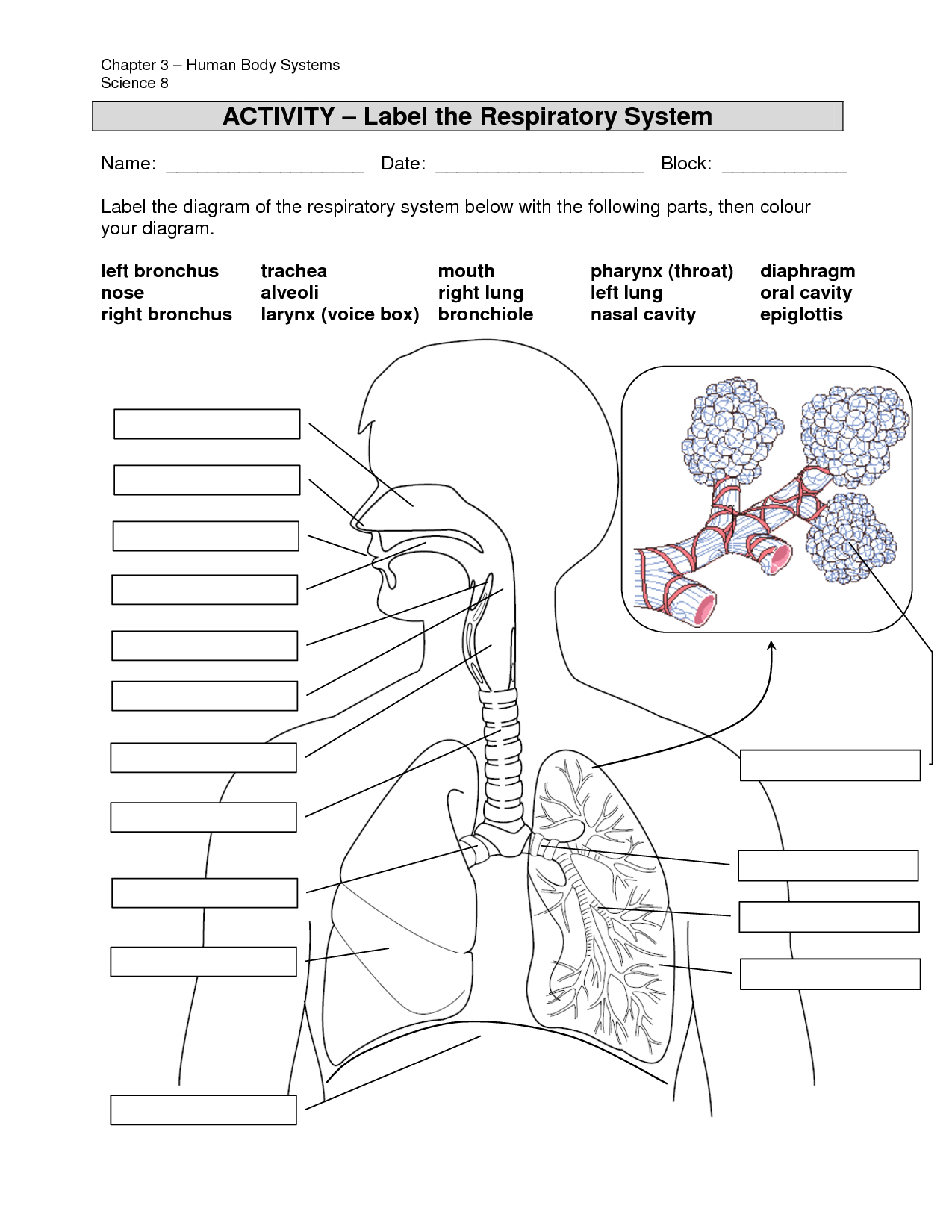 The Respiratory System Diagram 11 Respiratory System Diagram With Labels Respiratory