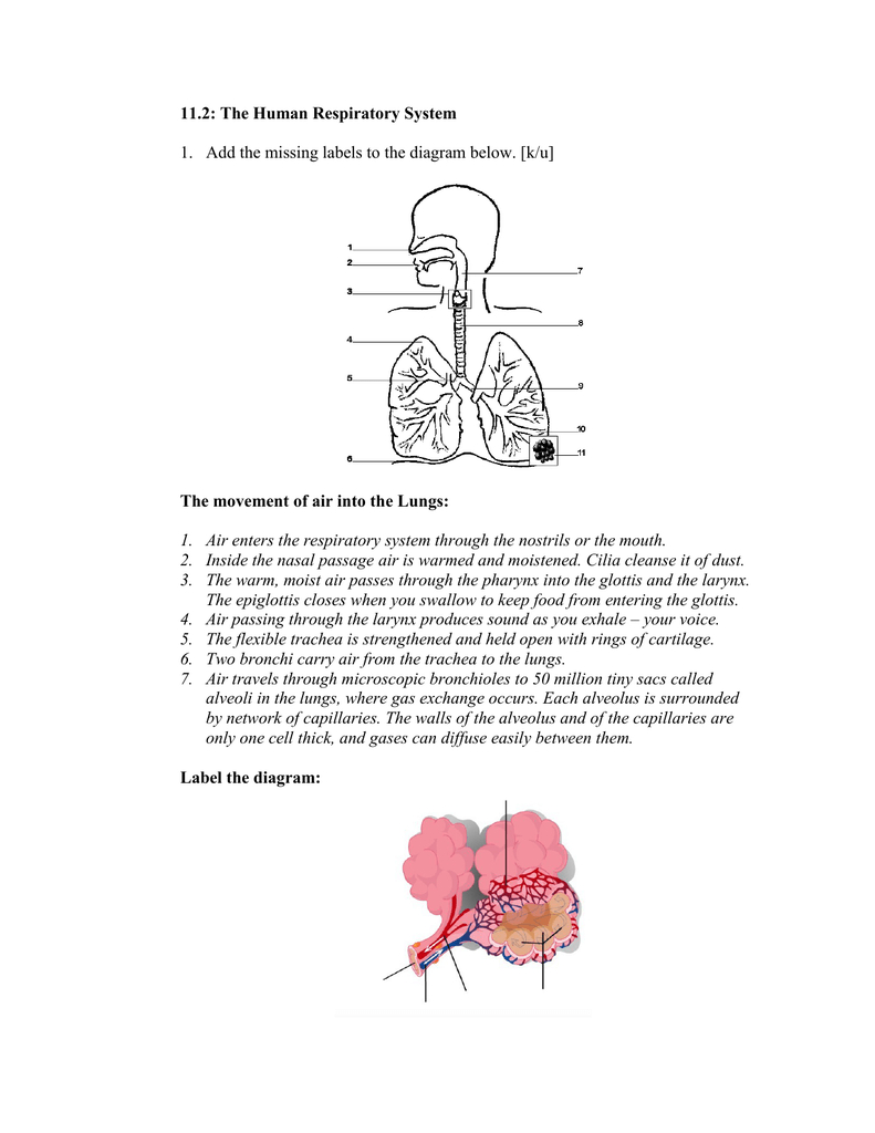 The Respiratory System Diagram 112 The Human Respiratory System