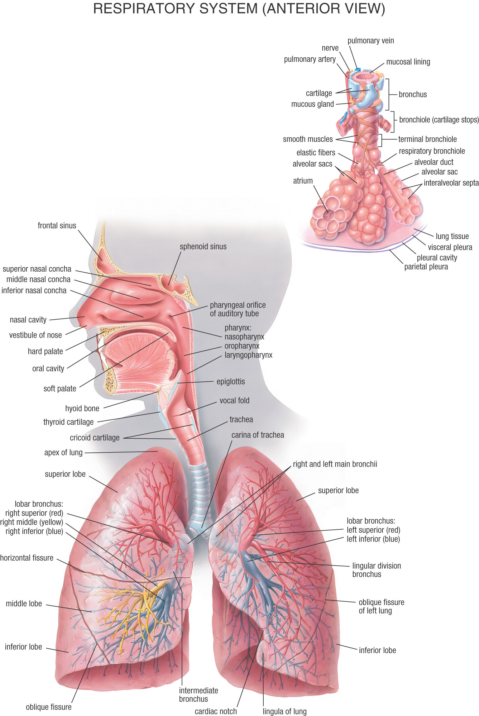 The Respiratory System Diagram A Labeled Diagram Of The Respiratory System Beautiful 26 Beautiful