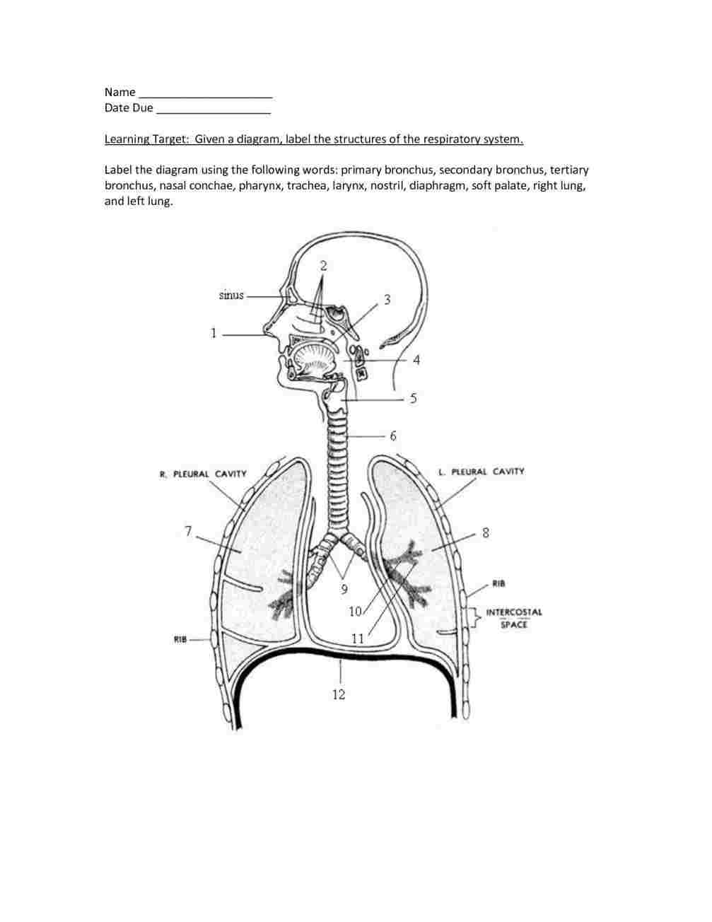 The Respiratory System Diagram Diagram Of Respiratory System Diagram Of Anatomy
