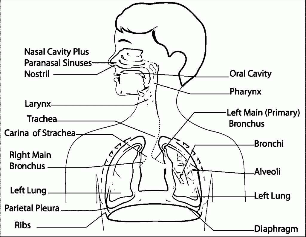 The Respiratory System Diagram Draw And Label The Parts Of Respiratory System