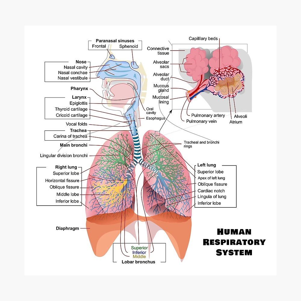 The Respiratory System Diagram Human Respiratory System Diagram Photographic Print