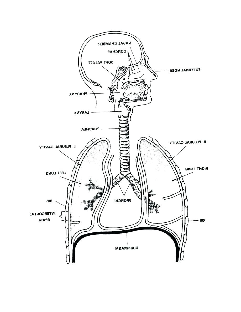 The Respiratory System Diagram Label Drawing Respiratory System Diagram To Label Respiratory System