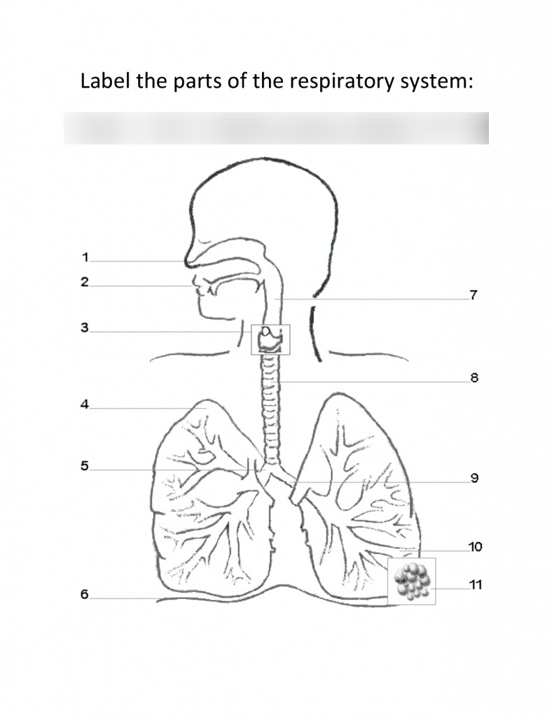 The Respiratory System Diagram Respiratory System Diagram Quizlet