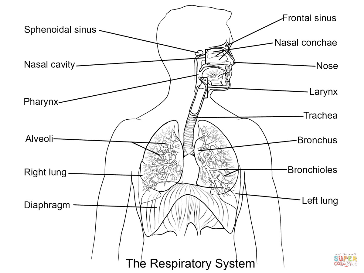 The Respiratory System Diagram The Respiratory System Lesson 0393 Tqa Explorer