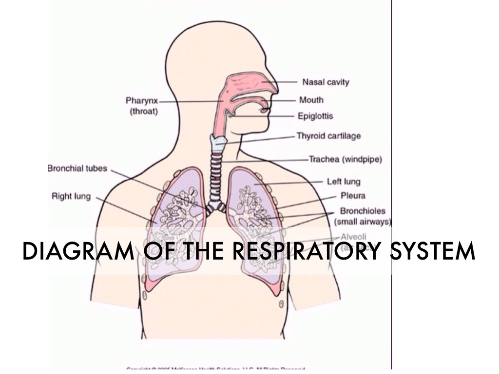 The Respiratory System Diagram The Respiratory System Macflo8535