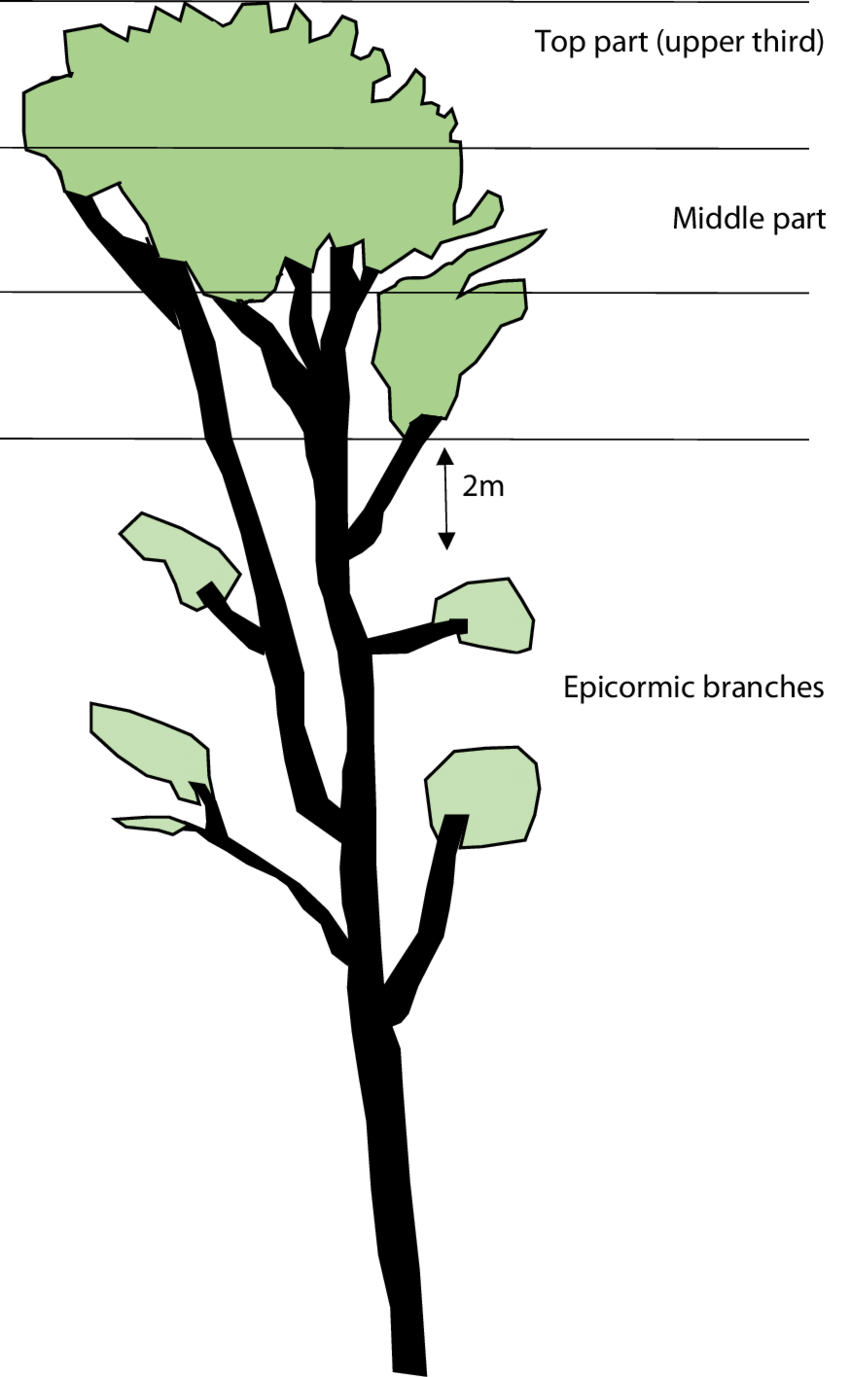 Tree Diagram Definition Definition Of Assessed Parts Of The Tree Crown Drawing S Fleck