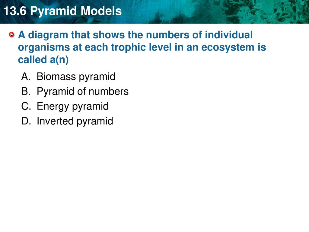 Trophic Level Diagram An Energy Pyramid Shows The Distribution Of Energy Among Trophic