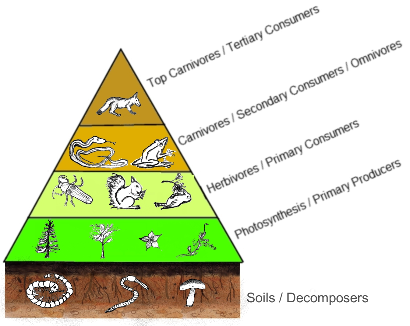 Trophic Level Diagram Classification Variation Food Webs And Pyramids Secondary