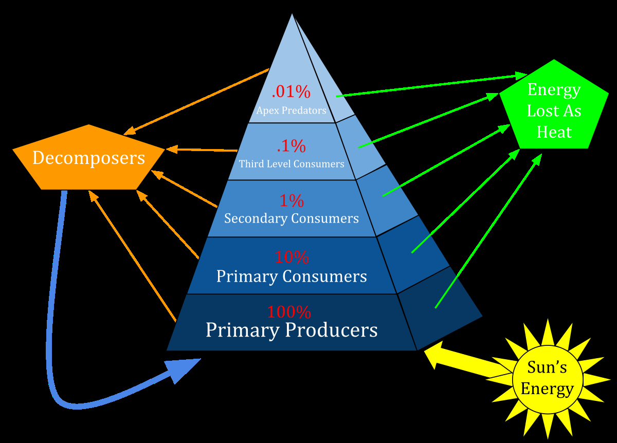 Trophic Level Diagram Ecological Pyramid Wikipedia