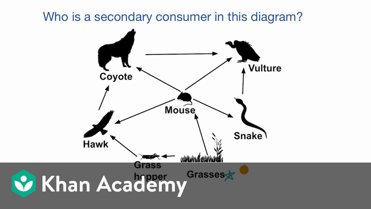 Trophic Level Diagram Example Identifying Roles In A Food Web Video Khan Academy