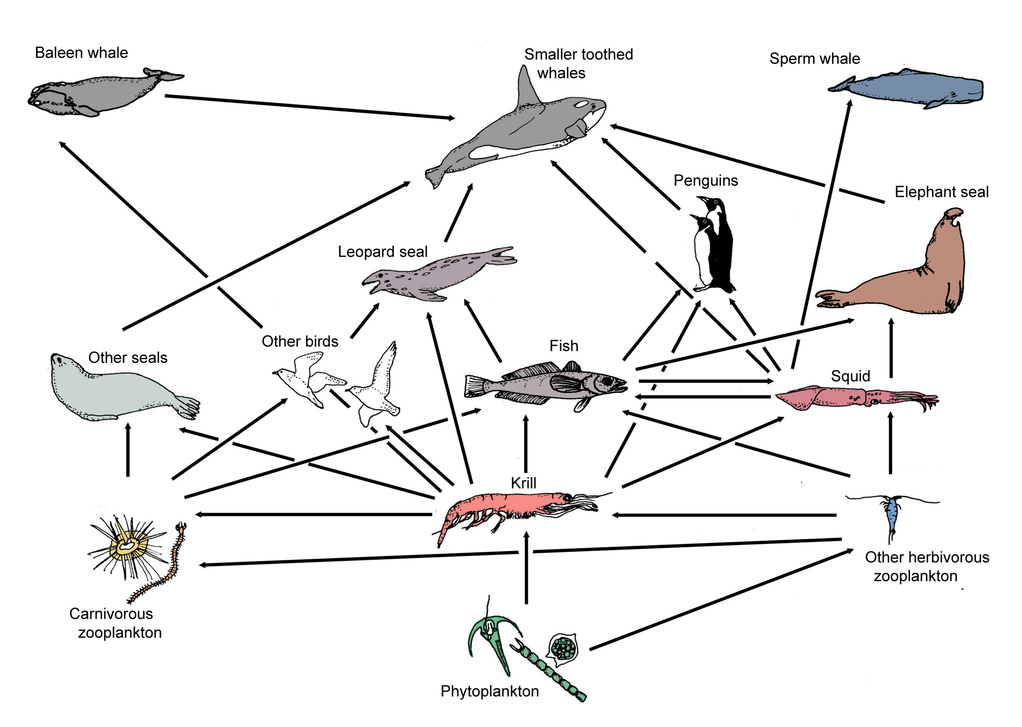 Trophic Level Diagram Food Web Diagram Labeled Trophic Levels With Different Colors