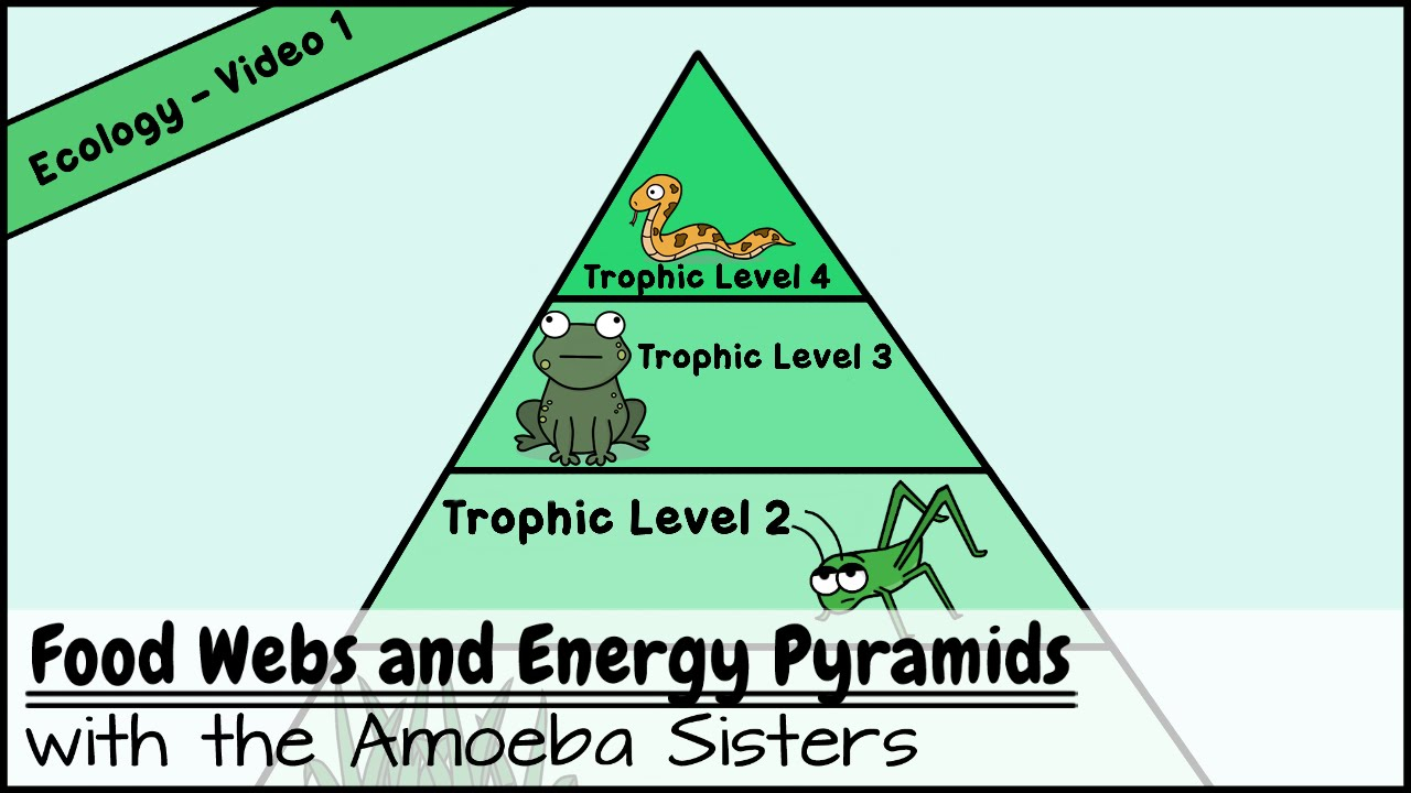 Trophic Level Diagram Food Webs And Energy Pyramids Bedrocks Of Biodiversity