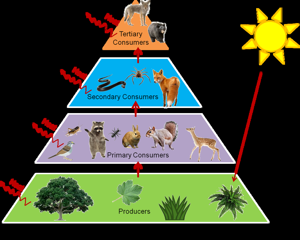 Trophic Level Diagram Food Webs And Trophic Levels Katies Ecology Project