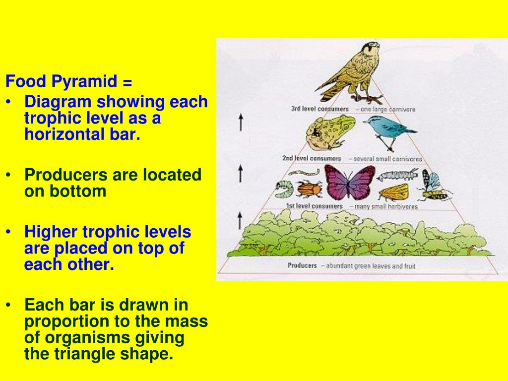 Trophic Level Diagram Ppt Food Pyramids Powerpoint Presentation Id2436017
