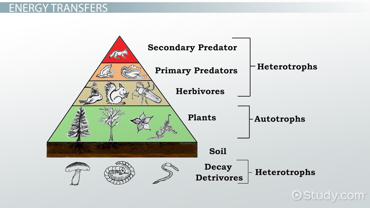 Trophic Level Diagram What Is An Energy Pyramid Definition Examples Video Lesson