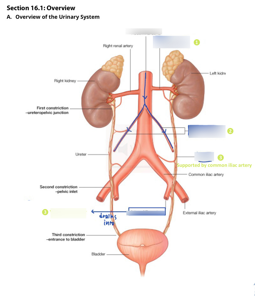 Urinary System Diagram 161 Overview Of The Urinary System Diagram Quizlet