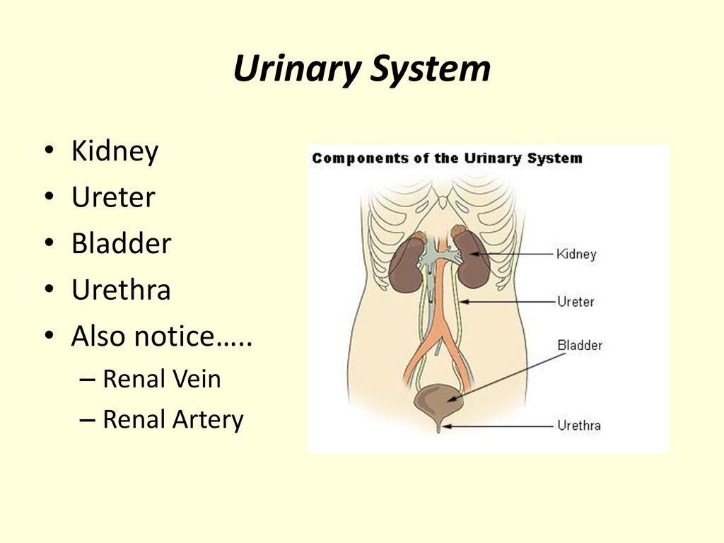 Urinary System Diagram 341 Review Urinary System Ppt Download