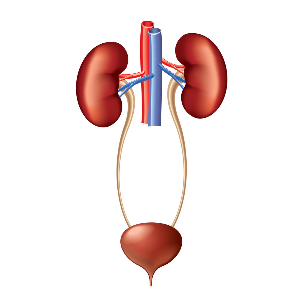 Urinary System Diagram Anatomy And Physiology Urinary System Diagram Quizlet
