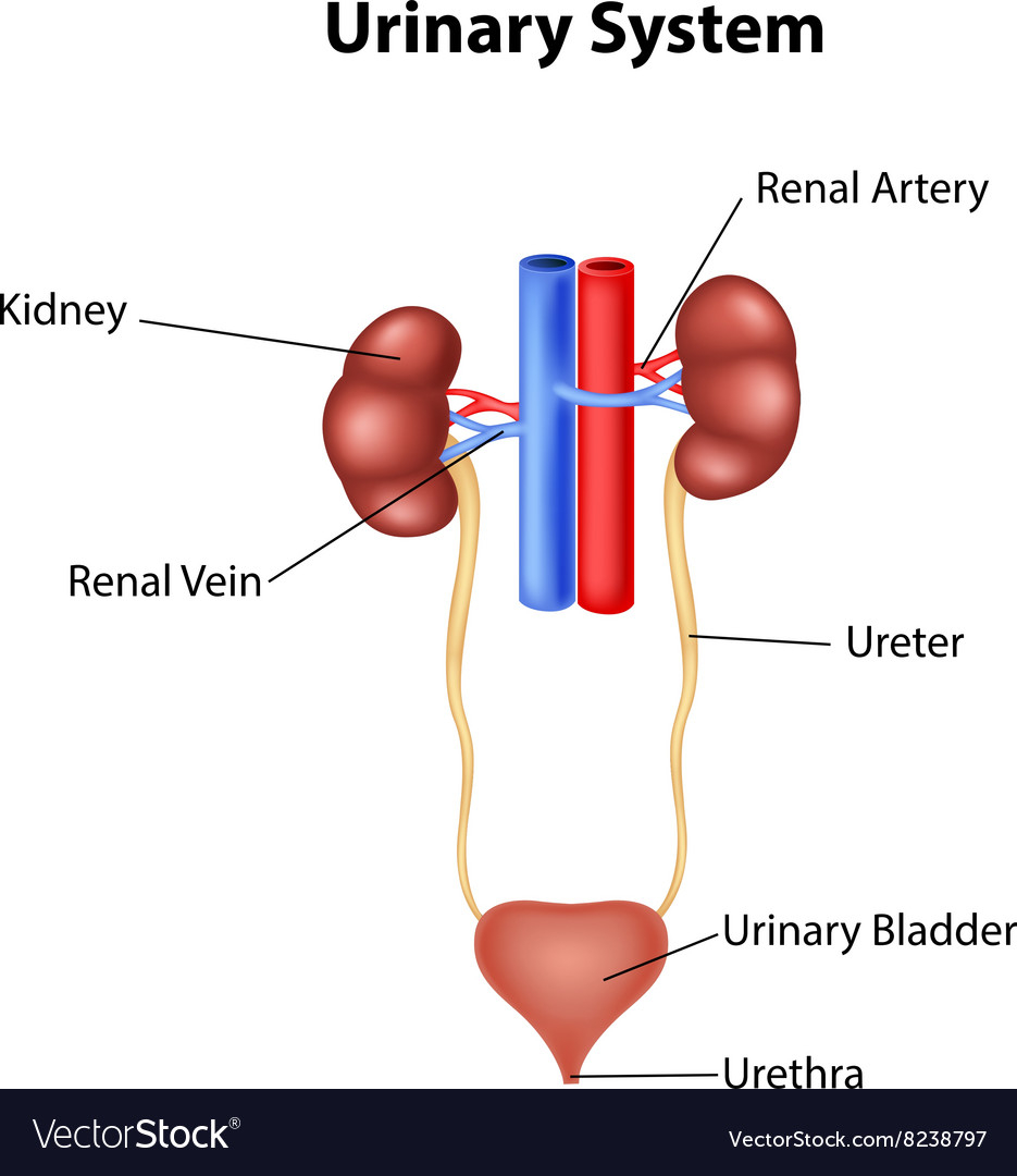 Urinary System Diagram Cartoon Of Urinary System Anatomy