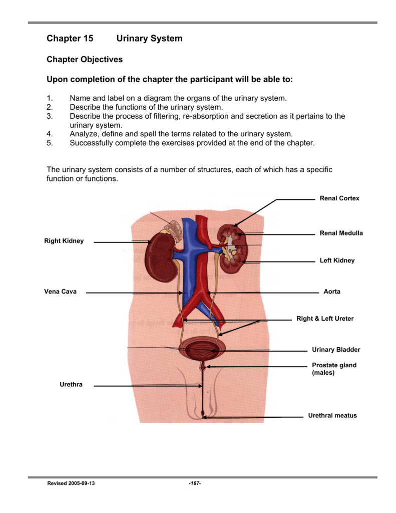 Urinary System Diagram Chapter 15 Urinary System