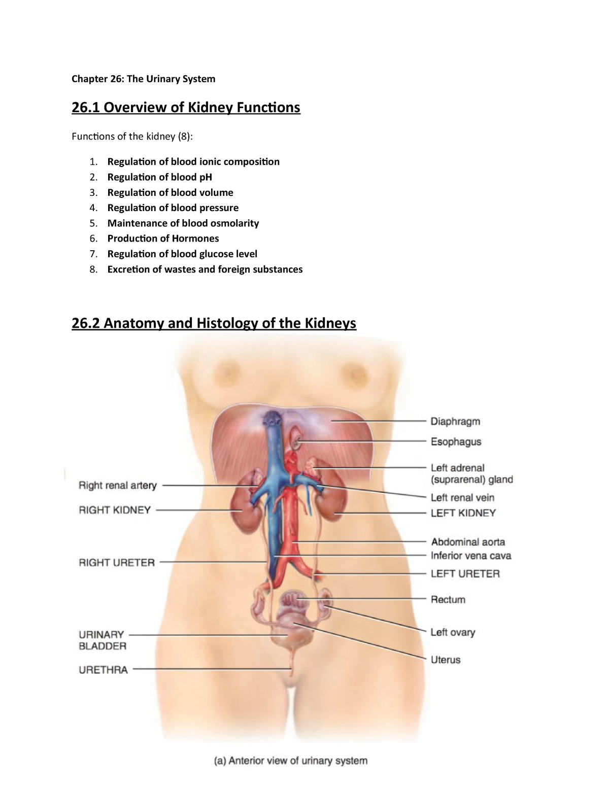 Urinary System Diagram Chapter 26 Urinary System Biol 235 Studocu