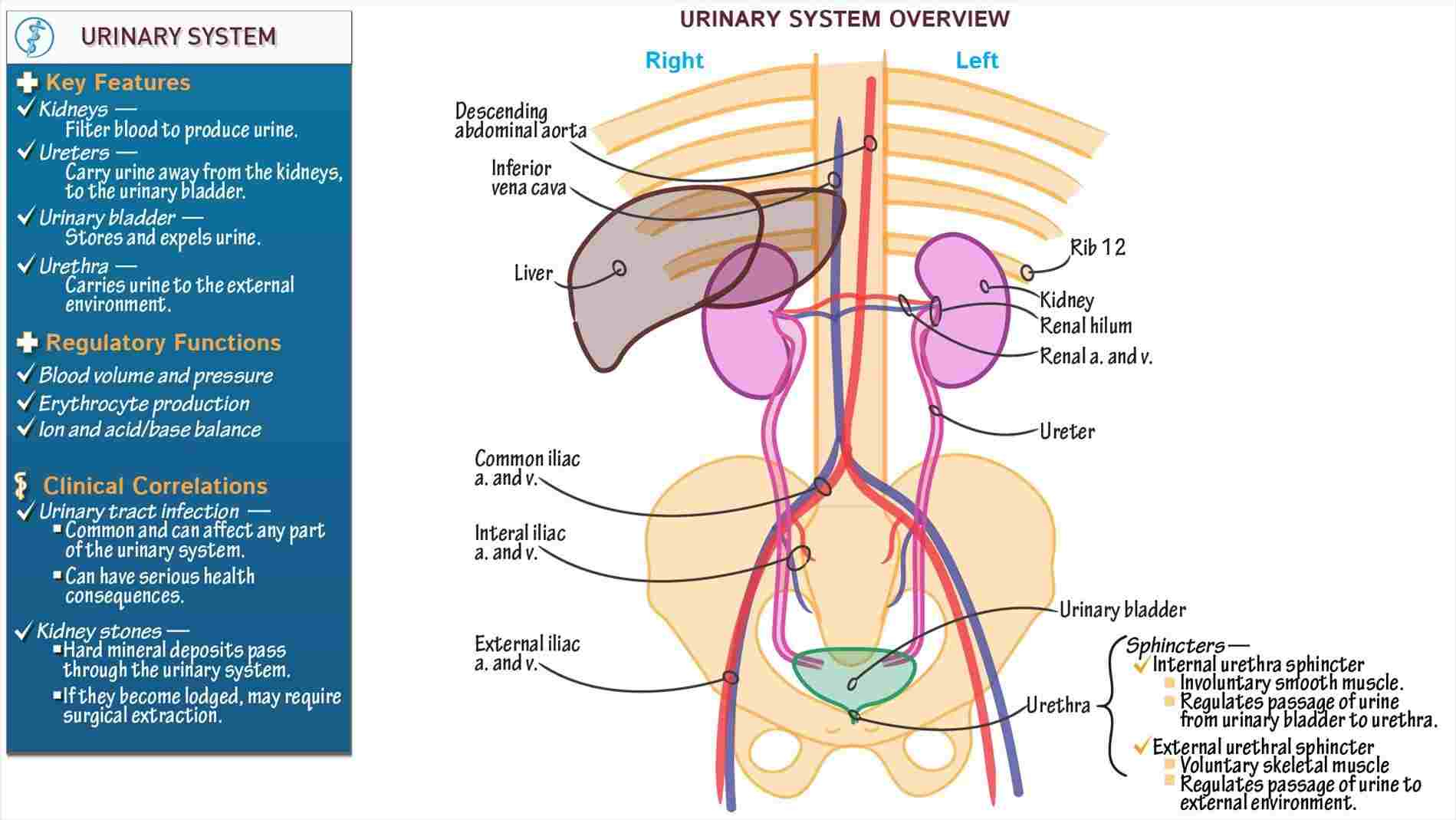 Urinary System Diagram Detailed Kidney And Urinary System Diagram Of The Urinary System