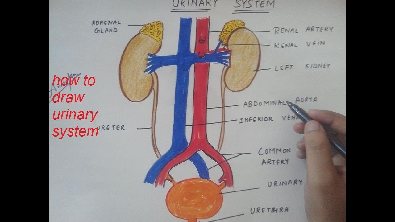 Urinary System Diagram How To Draw Urinary System
