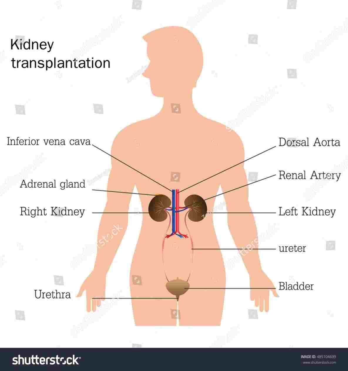 Urinary System Diagram Human Urinary System Diagram Human Anatomy