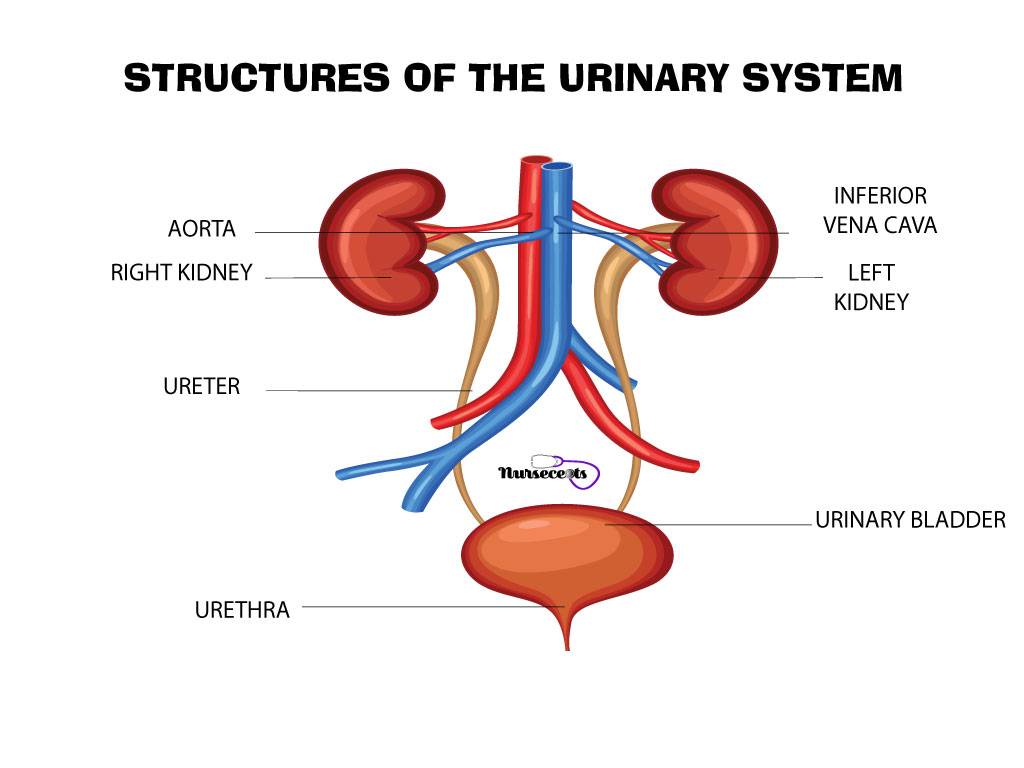 Urinary System Diagram Medical Terminology For The Urinary System Nursecepts