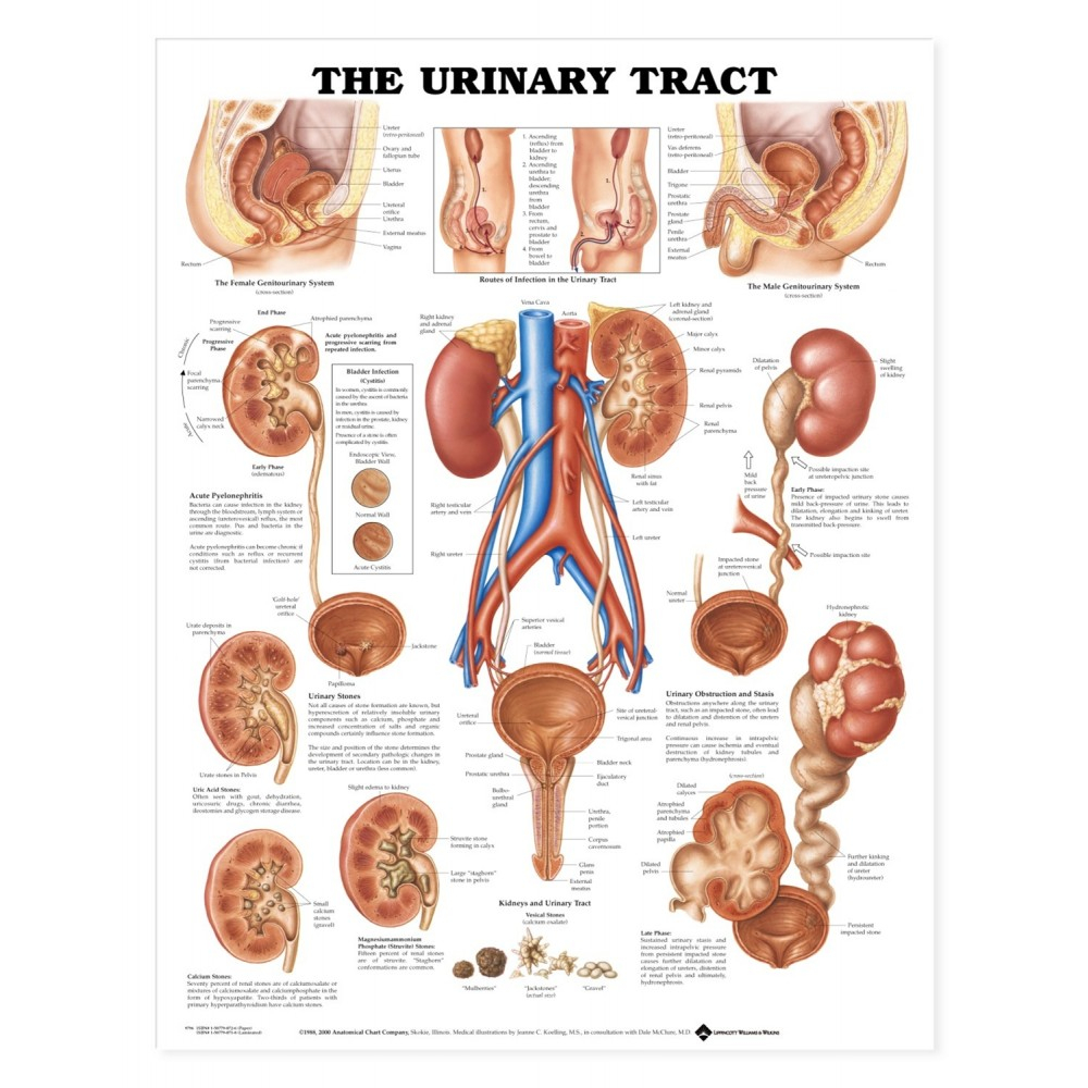 Urinary System Diagram The Urinary Tract Anatomical Chart Poster Paper