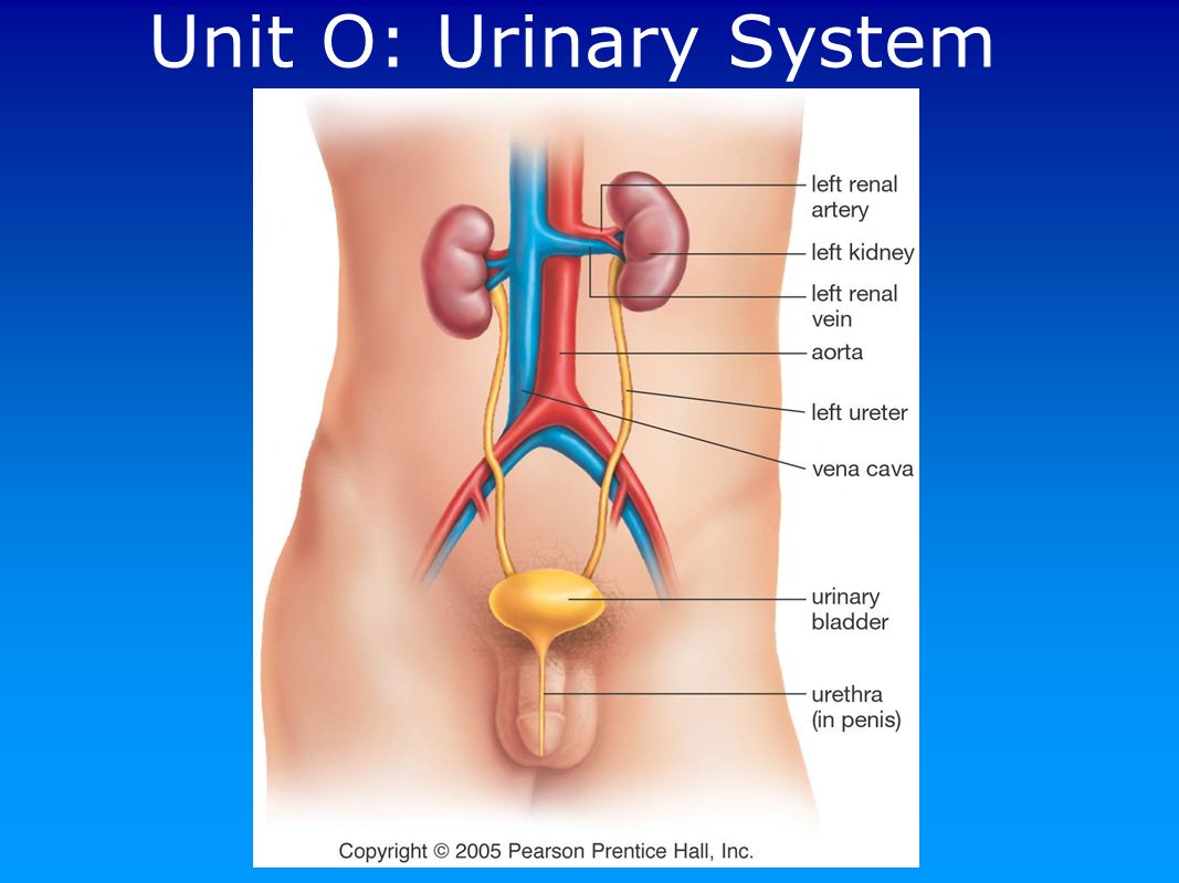 Urinary System Diagram Unit O Urinary System
