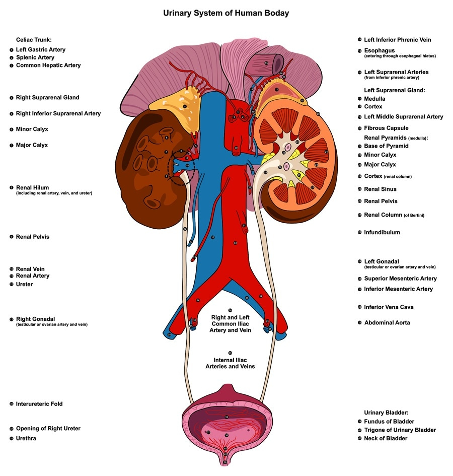 Urinary System Diagram Urinary Problems In Children